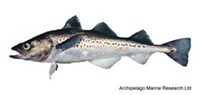Alaska Pollock Sustainable Fish