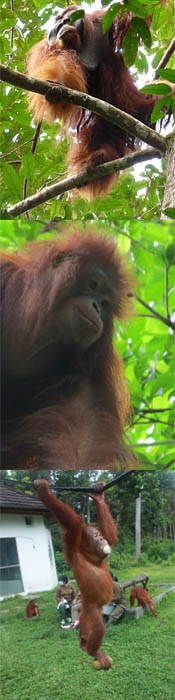Boss Foundation for Orangutan