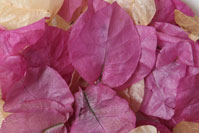 Colourful Petals-Bougainvillea