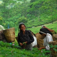 Fairtrade and Ethical Tea