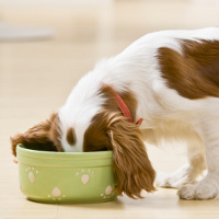 Holistic Dog Food