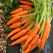 New Season Bunched Carrots 