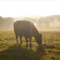 Organic and Sustainable Farm