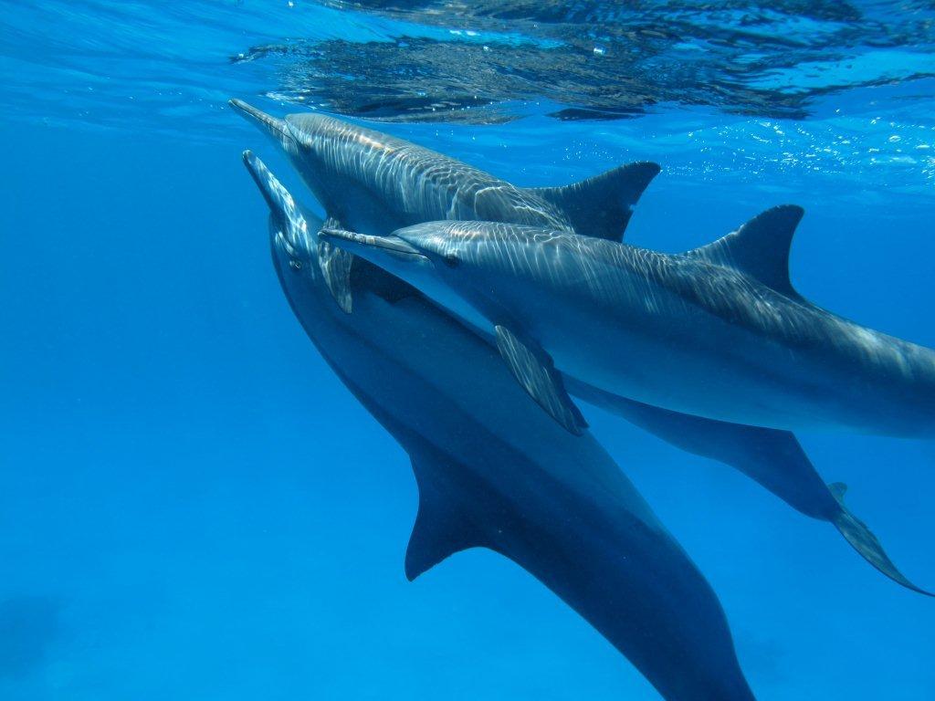 Swim with Dolphins