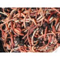 Worms for your Compost